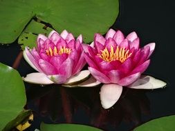 two pink lotuses on the pond
