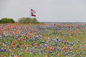 American and Texas flags on the flower field