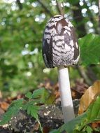 Black white mushroom in forest at autumn