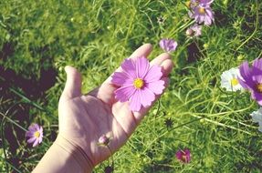 pink spring bud in hand