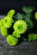 Macro photo of lime green chrysanthemum
