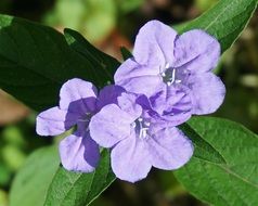 wild petunia flowers