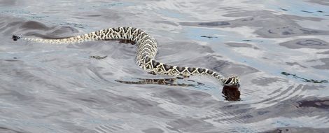 waterfowl eastern diamondback snake