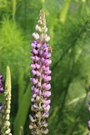 purple Lupine blooming in Garden