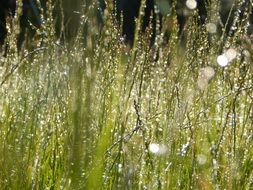 tall grass in drops of water in a meadow close-up