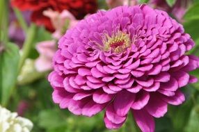 Beautiful pink dahlia flower in late summer