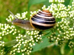 garden snail in spring