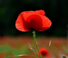 poppy spring nature