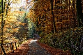 wide trail among the golden autumn forest