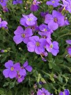 Matthiola, stock, purple flowers