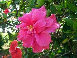 Big tropical hibiscus flower