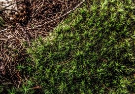 green moss on the ground in the forest close-up