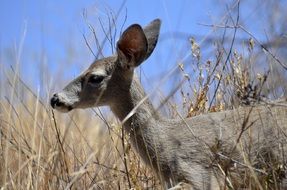 profile of a young deer in dry grass