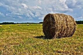 hay in bales on the field