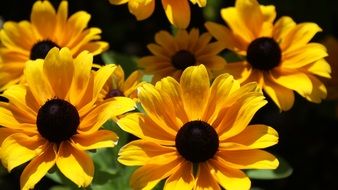 Yellow sun flower nature blossom bloom