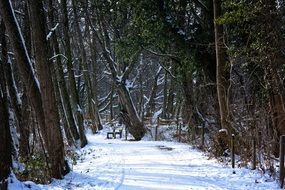 romantic snowy forest path