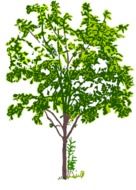 isolated green tree drawing