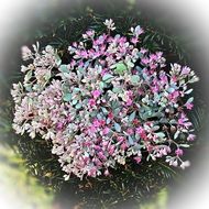 bush with small flowers of different colors