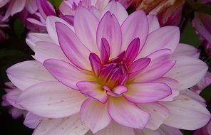 Close-up of the beautiful white and pink dahlia flowers in summer