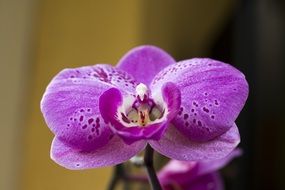 phanelopsis or orchid