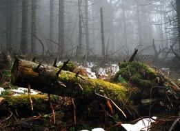 moss on fallen trees in a foggy forest