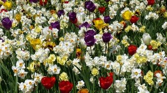 Colorful Flowers