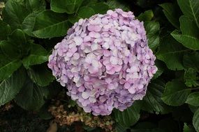 pale pink hydrangea flower in the garden