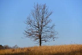 Autumn Oak lonely scene in meadow