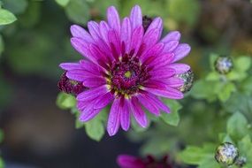 purple chrysanthemum Flower Close up
