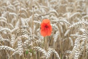 poppy on a pale wheat field