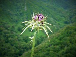 thistle like a prickly weed