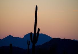 Saguaro in a desert at dusk