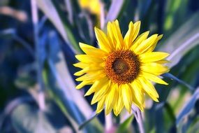sunflower in the morning sun rays