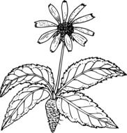 outline drawing of a wild flower with root