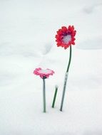 red gerberas under the snow