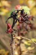 Dead Rose Hip