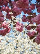 pink wonderful cherry blooming