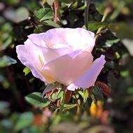 floribunda is a variety of roses