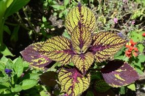 Purple and yellow leaves