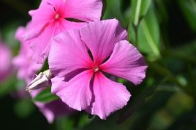 pink jamaican vinca