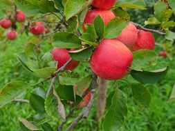 red apples on a tree branch with green leaves in the garden