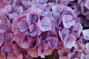 Purple Hydrangea Flowers