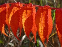 hanging orange leaves on a branch