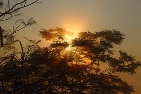 rays of the warm morning sun through a spreading tree