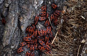 red beetles near the root of the tree