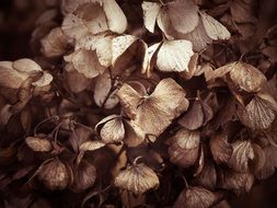 wonderful dry Flower