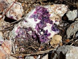 purple nugget in nature