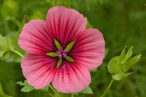 pink flower of mallow