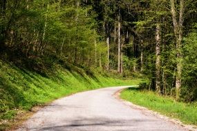 The road among the green forest