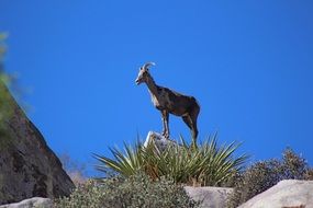 desert bighorn wildlife